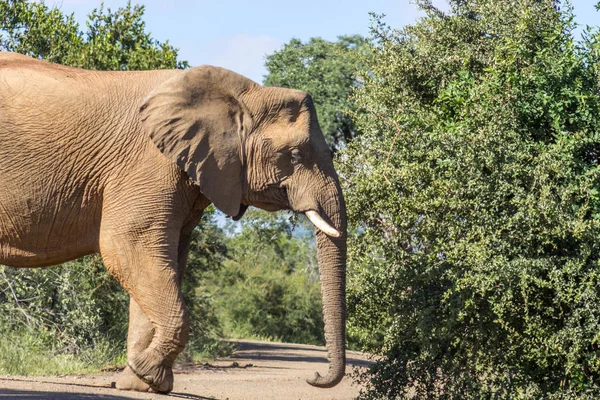 Foto Clausura Femenina Del Elefante Arbusto Africano Parque Nacional Marakele — Foto de Stock