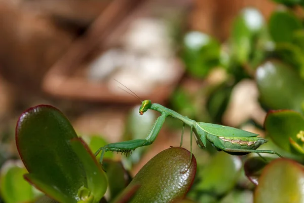 Insectos Mantis Insectos Presa — Foto de Stock