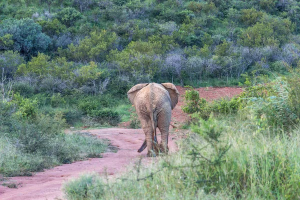 Éléphant Afrique Loxodonta Africana Dans Parc National Marakele — Photo