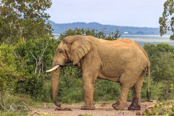 Afrikai Bokor Elefánt Loxodonta Africana Marakele Nemzeti Parkban — Stock Fotó