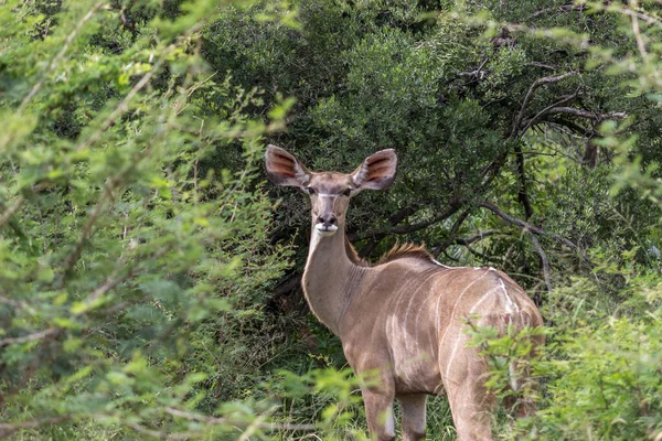 Grotere Kudu Tragelaphus Strepsiceros Vrouwelijke Portretfoto — Stockfoto
