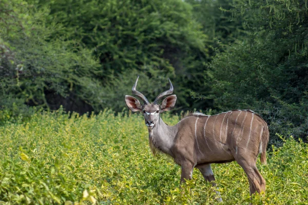 Mladý Velký Býk Kudu Dívá Kamery — Stock fotografie