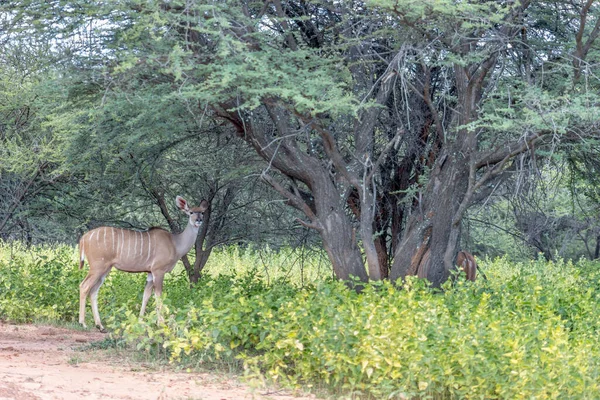 Groter Kudu Vrouwtje Kijkend Naar Camera — Stockfoto