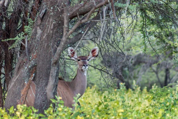 Groter Kudu Vrouwtje Staand Achter Een Boom Kijkend Naar Camera — Stockfoto