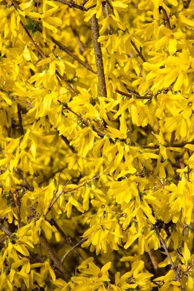 Forsythia Цветет Весной Стирии — стоковое фото