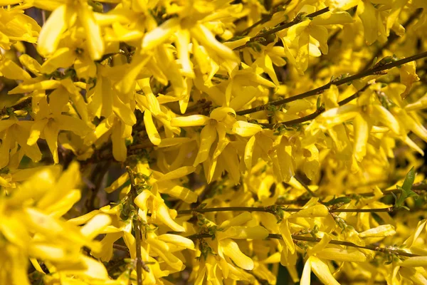 Forsythia Tavasszal Virágzik Stájerországban — Stock Fotó