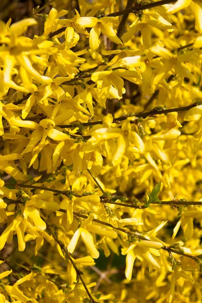 Forsycja Kwitnie Wiosną Styrii — Zdjęcie stockowe