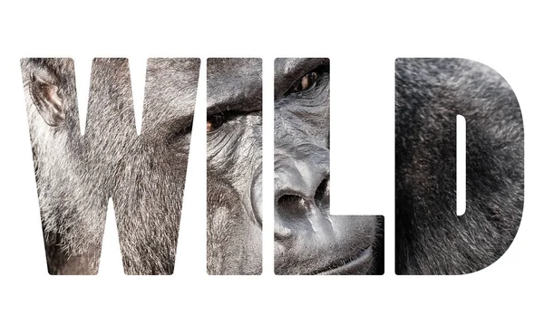 Wort Wildes Gesicht Porträt Eines Gorilla Männchens — Stockfoto