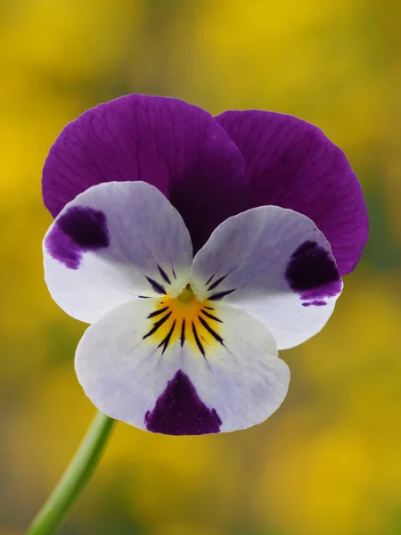 Piękne Pansy Kwiaty Flora Kwiatów Ogrodowych — Zdjęcie stockowe