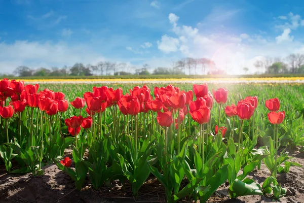 Spring Landscape Tulip Fields Sunny Blue Sky — Stock Photo, Image