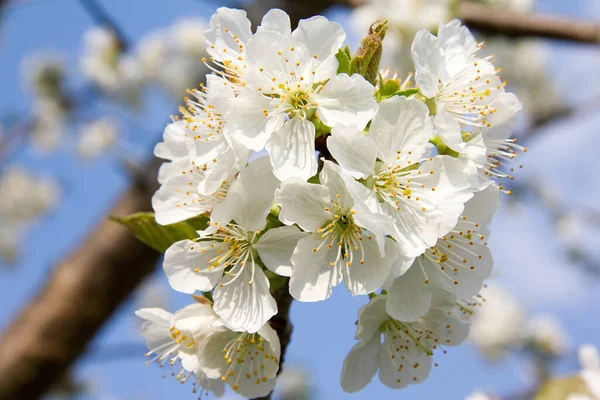 桜の木の枝春の花 — ストック写真