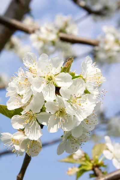 Цветы Вишни Ветвях Деревьев Весеннее Цветение — стоковое фото