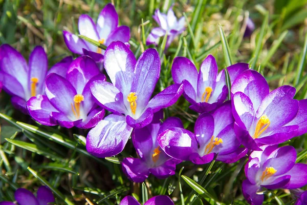 Fleurs Crocus Floraison Flore Printanière — Photo