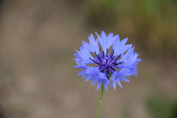 美しい花 花のコンセプトの背景 — ストック写真