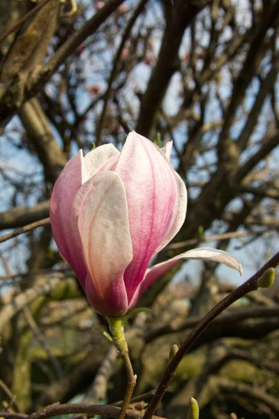 Kwiaty Magnolii Wiosną — Zdjęcie stockowe