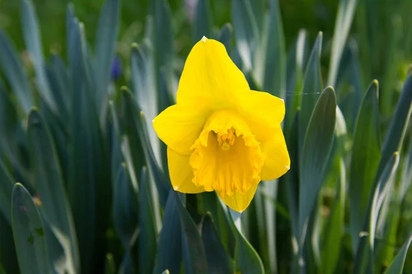 Narcissus Çiçekleri Çiçek Yaprakları — Stok fotoğraf