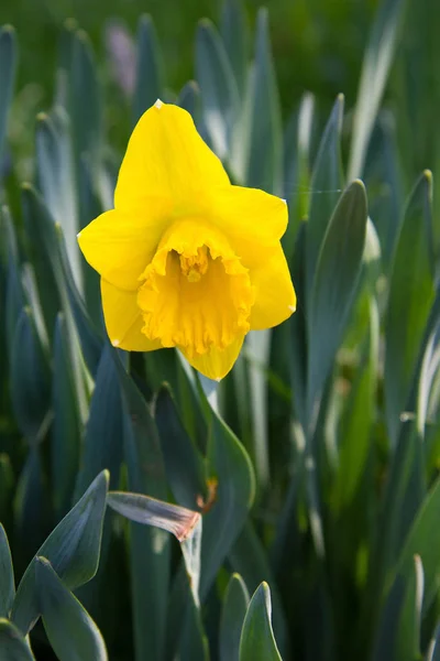 Narciso Flor Amarela Primavera Estiria — Fotografia de Stock