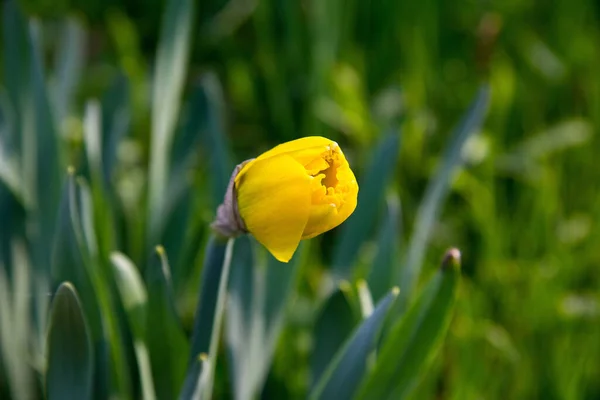 Daffodil Amarelo Fechado Primavera Estiria — Fotografia de Stock