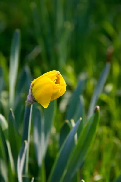 Daffodil Amarelo Fechado Primavera Estiria — Fotografia de Stock