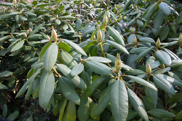 Rododendro Primavera Stiria — Foto Stock