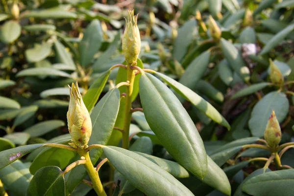 Rhododendron Primavera Estiria — Fotografia de Stock