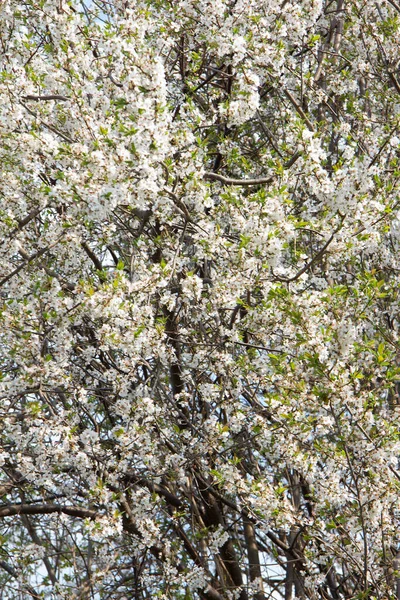 花冠灌木在春天的花柱中盛开 — 图库照片