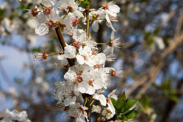 Ringlottenstrauch Fleurissant Printemps Dans Style — Photo