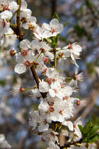 Kwitnie Krzew Ringfleet Wiosną Styrii — Zdjęcie stockowe