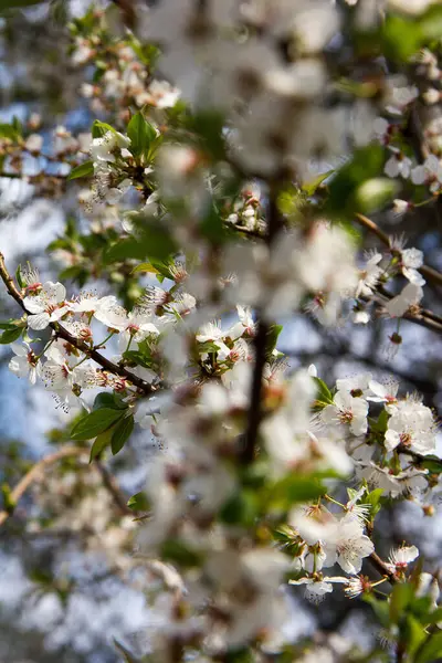 Ringelblume Blüht Frühling Der Steiermark — Stockfoto