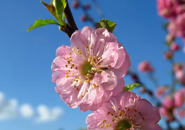 Mandel Blomma Rosa Vid Grenen Framför Blå Himmel Med Små — Stockfoto
