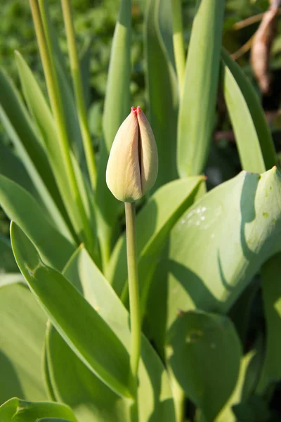 Tulip Closed Spring Styria — Stock Photo, Image