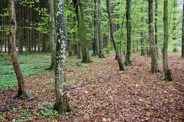Bosque Primaveral Estilo —  Fotos de Stock