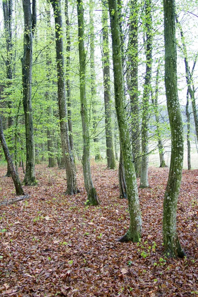 Las Wiosenny Styrii — Zdjęcie stockowe