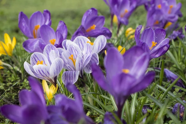 Fiori Croco Fioritura Flora Primaverile — Foto Stock