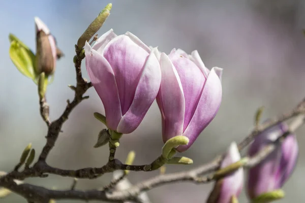 Magnolia Bloesem Het Voorjaar Bloemen — Stockfoto