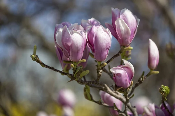 Magnolia Bloesem Het Voorjaar Bloemen — Stockfoto