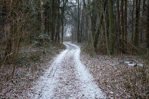 Loin Dans Une Forêt Peu Neige Hiver Styrie — Photo