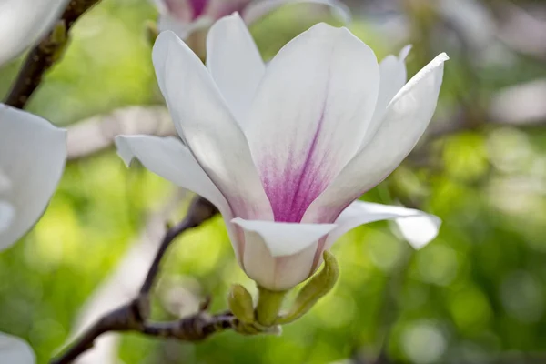 Kwiat Magnolii Wiosną Kwiaty — Zdjęcie stockowe