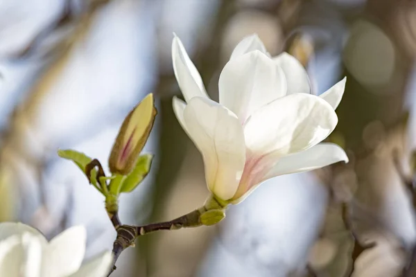 Magnolia Fleurissent Printemps Fleurs — Photo
