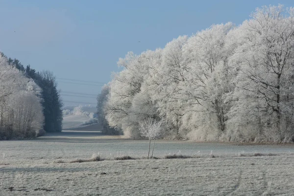 Paysage Fourrage Grossier Épais — Photo