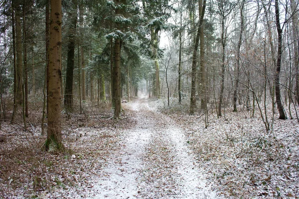 Away Forest Some Snow Winter Styria — Stock Photo, Image