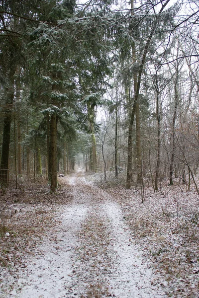 Μακριά Ένα Δάσος Και Λίγο Χιόνι Χειμώνα Στη Στυρία — Φωτογραφία Αρχείου