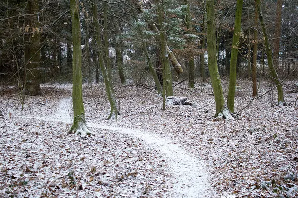 Erdőben Némi Télen Stájerországban — Stock Fotó