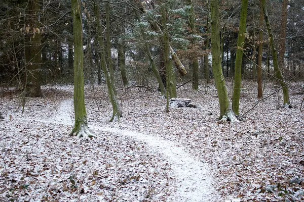 Loin Dans Une Forêt Peu Neige Hiver Styrie — Photo