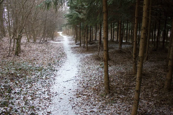 Away Forest Some Snow Winter Styria — Stock Photo, Image