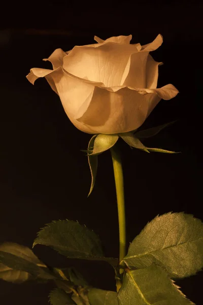 Vista Cênica Bela Flor Rosa Branca — Fotografia de Stock
