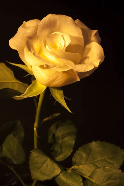 Светящиеся Лепестки Роз Кремового Цвета — стоковое фото