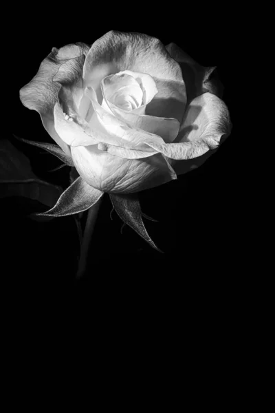 Fleur Rose Brillante Noir Blanc — Photo