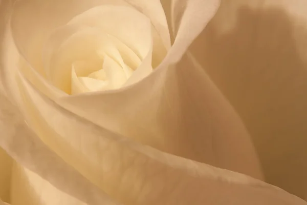 Vue Panoramique Belle Fleur Rose Blanche — Photo