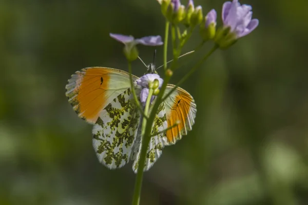 Aurora Age Male Meadow Foam — Stock Photo, Image